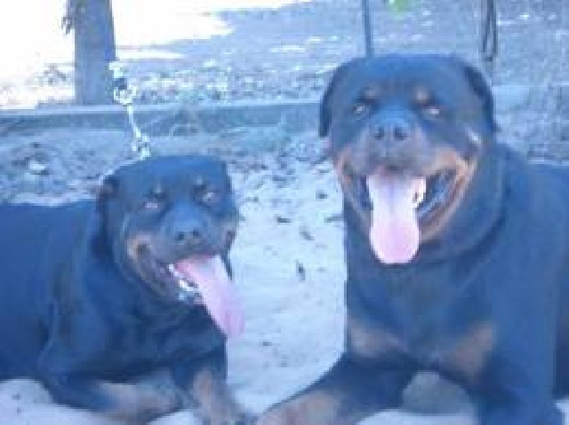 Vendo filhotes rotweiller rabinho cortado e vacina